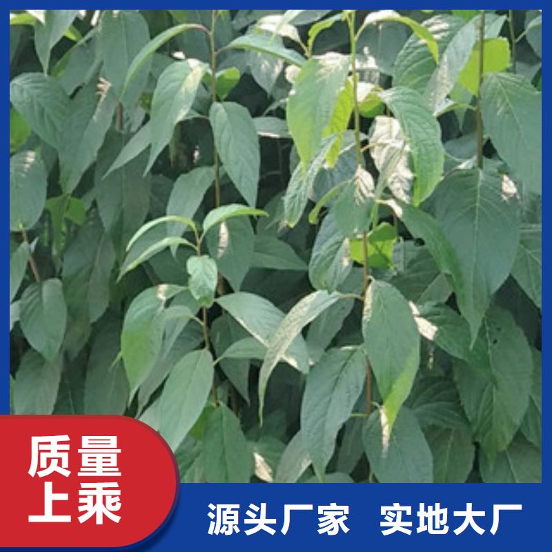 钙果苗-视频-钙果苗-正家园艺场(黄山市分公司)服务区域休宁|祁门|合肥|六安|铜陵|亳州|滁州|马鞍山