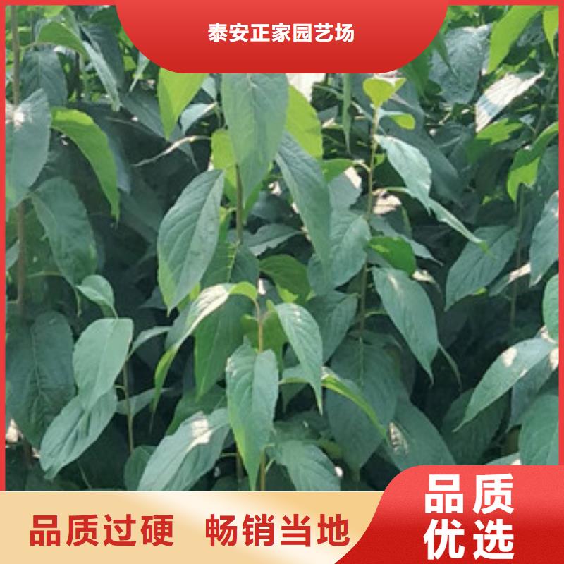 钙果苗-视频-钙果苗-正家园艺场(黄山市分公司)服务区域休宁|祁门|合肥|六安|铜陵|亳州|滁州|马鞍山