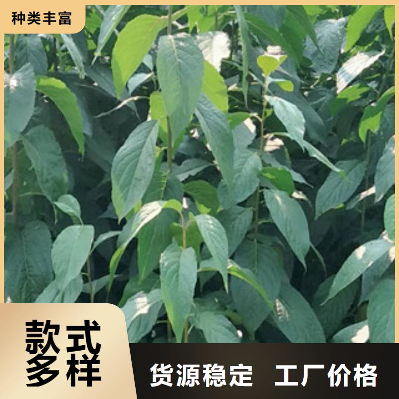 钙果苗-视频-湖南省常德市|汉寿|武陵|郴州|岳阳|怀化|长沙|衡阳|邵阳|永州钙果苗-正家