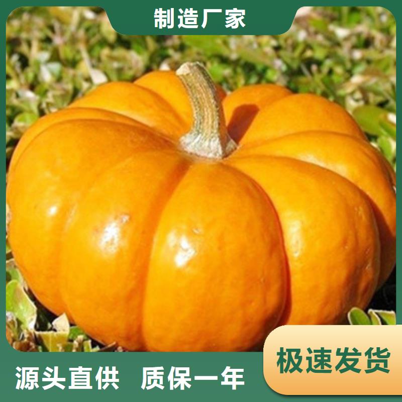 羽衣甘蓝粉-视频-羽衣甘蓝粉|哈尔滨市|阿城|道外|齐齐哈尔|佳木斯|鹤岗|大庆