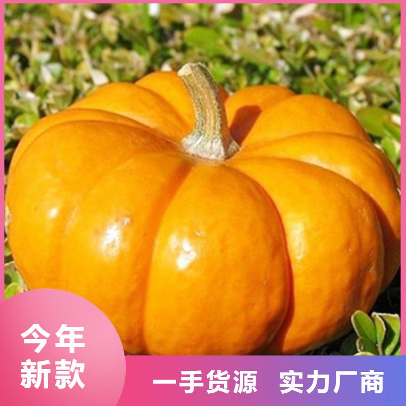 南瓜丁供应商