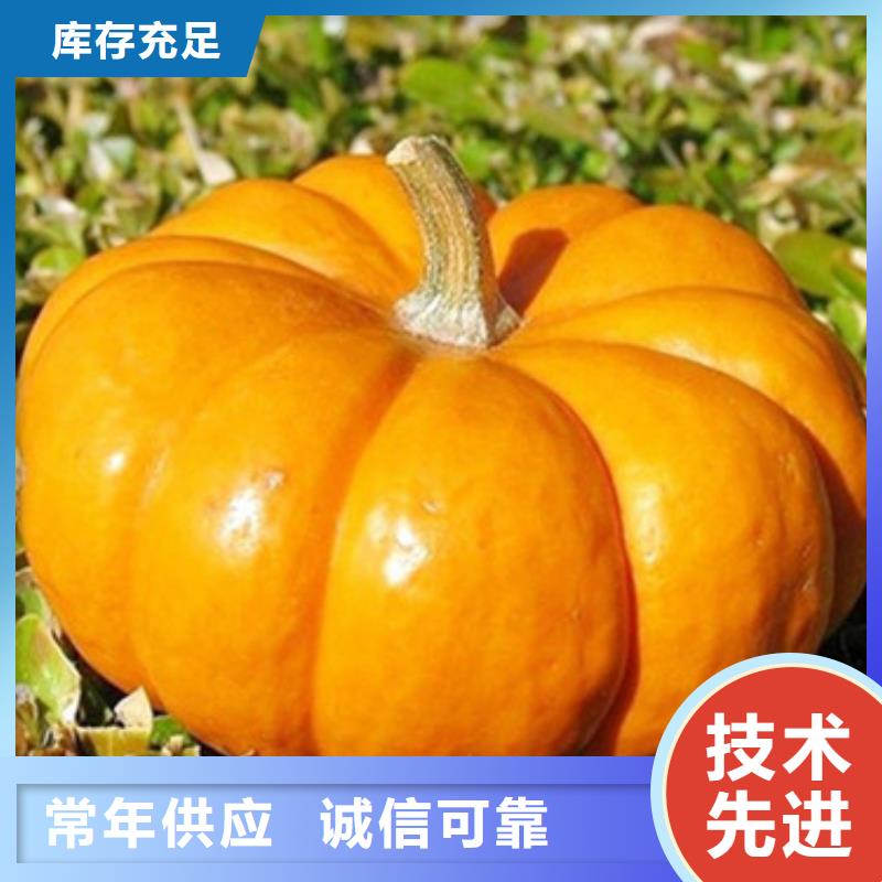 南瓜丁价格公道