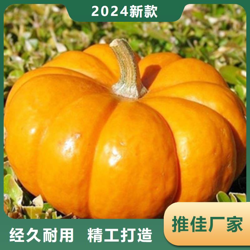 南瓜粒公司