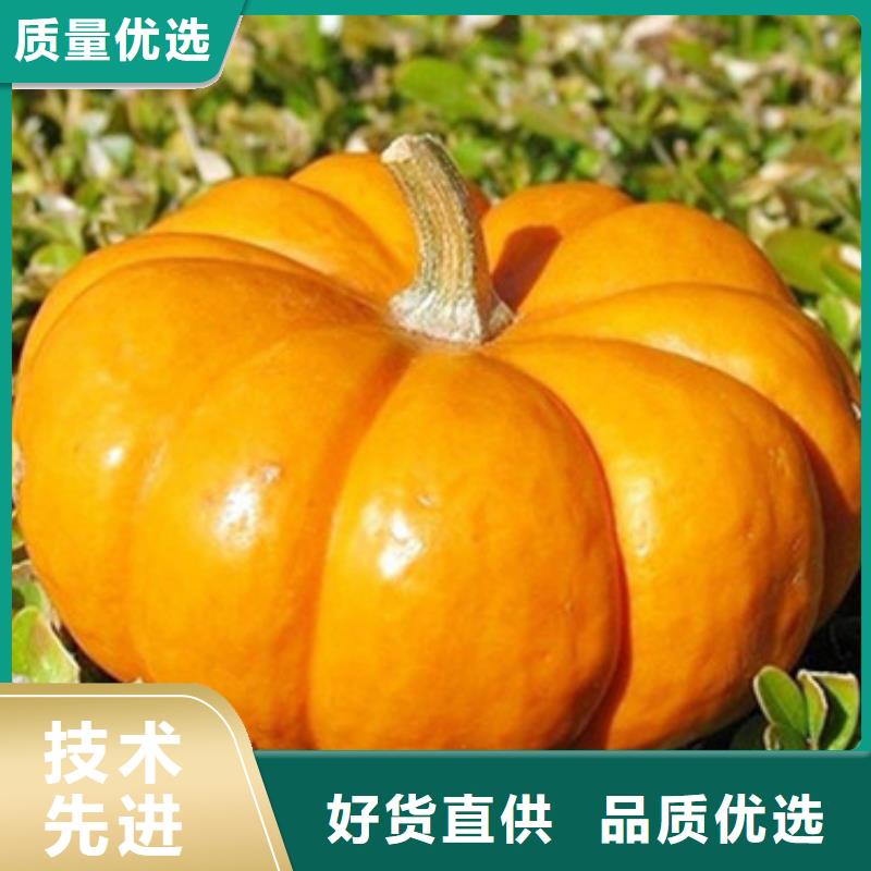 南瓜粒采购价格