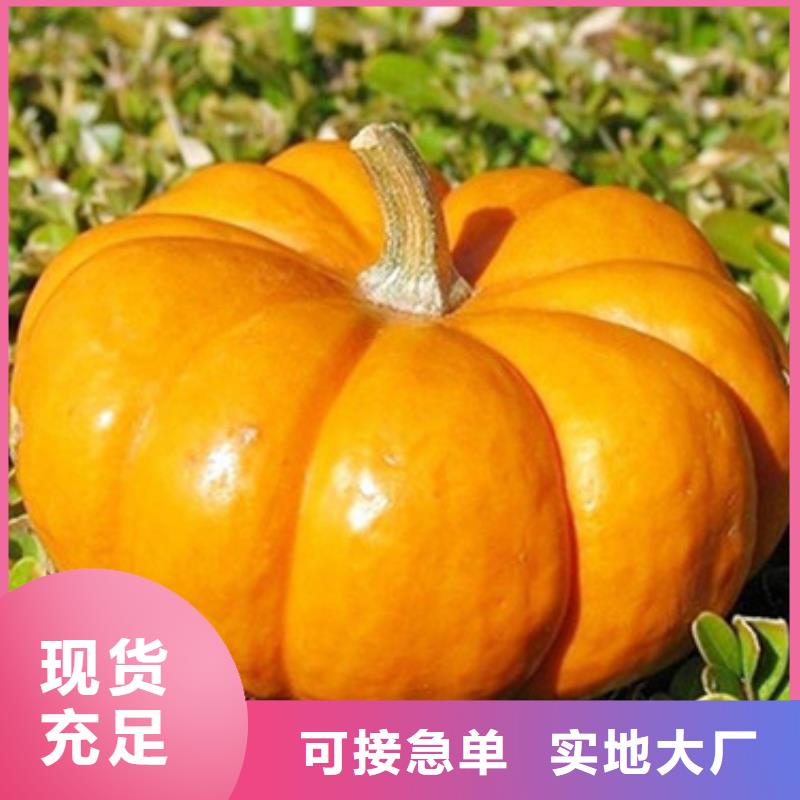 南瓜丁信息