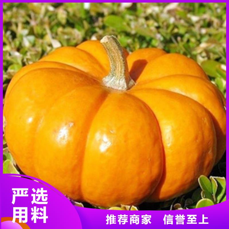 南瓜粒承诺守信