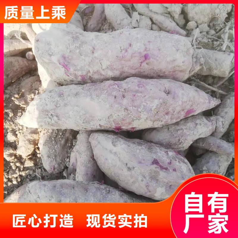 羽衣甘蓝粉-视频-浙江省宁波市|鄞州|象山|台州|丽水|绍兴|嘉兴|湖州|杭州羽衣甘蓝粉-乐农