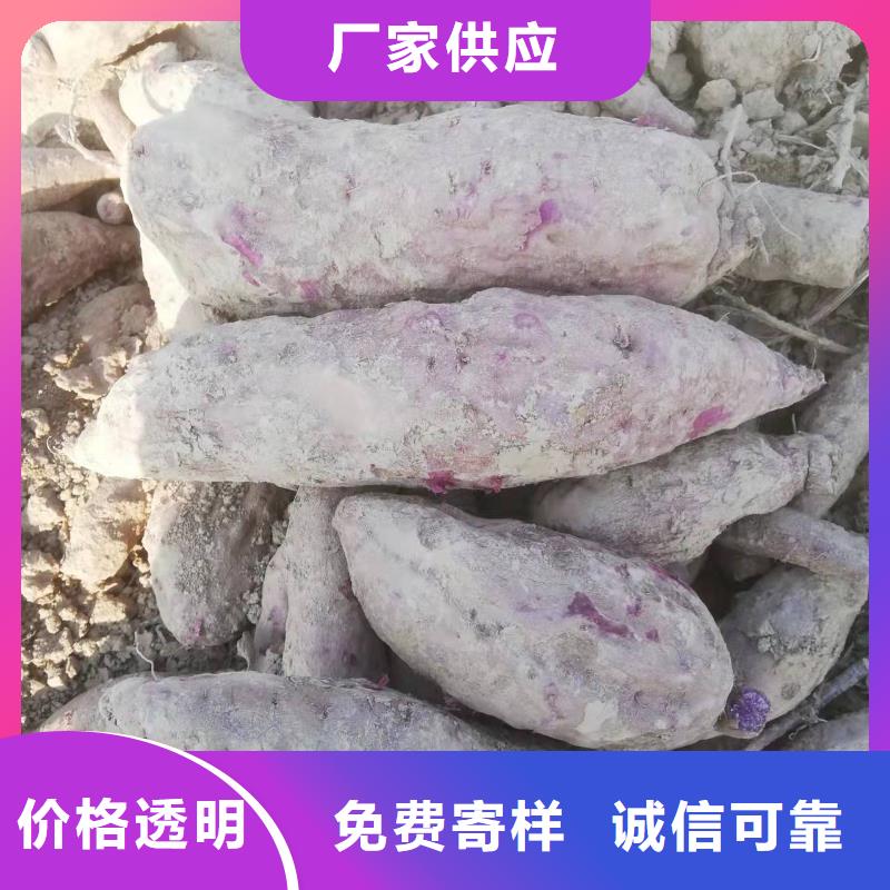 高产脱毒紫薯苗(凌紫品种)行情走势