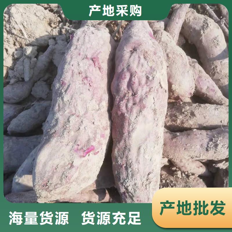 高剪红薯苗现货充足量大优惠