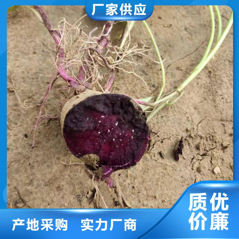 羽衣甘蓝粉-视频-浙江省宁波市|鄞州|象山|台州|丽水|绍兴|嘉兴|湖州|杭州羽衣甘蓝粉-乐农