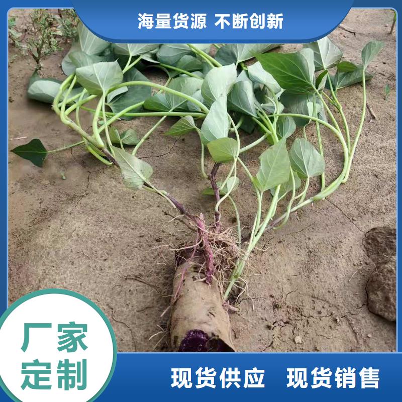 南瓜丁-视频-南瓜丁|辽宁省沈阳市|沈河|铁西|葫芦岛|盘锦|抚顺|朝阳|辽阳