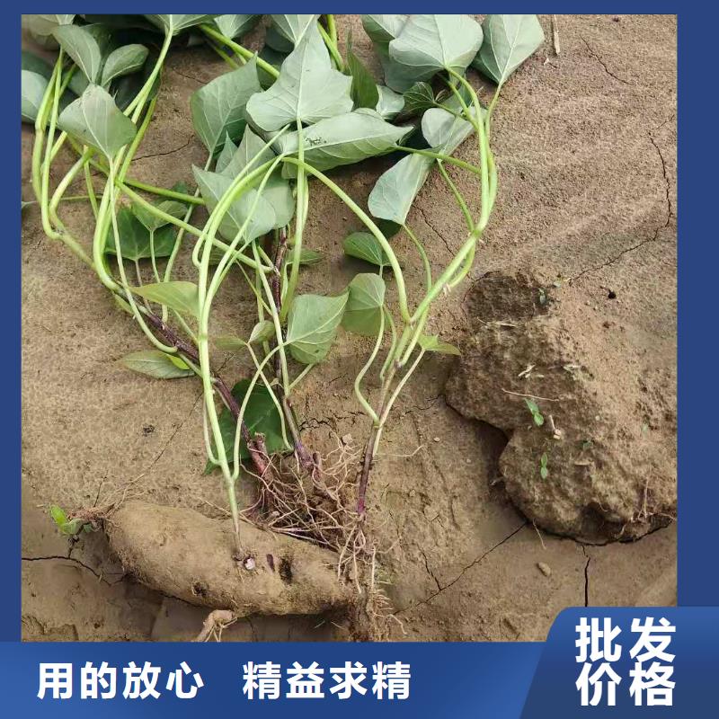 高产脱毒紫薯苗（凌紫品种）厂家联系电话