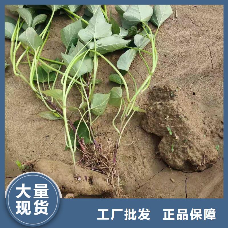 高产脱毒紫薯苗（凌紫品种）专业指导员