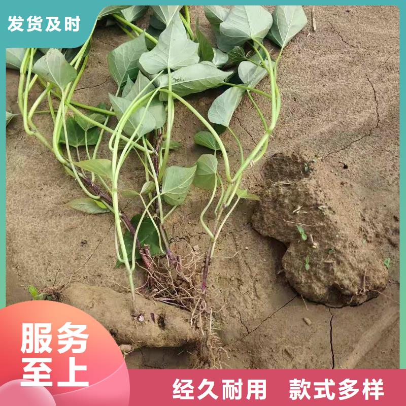 高产脱毒紫薯苗（凌紫品种）行情走势