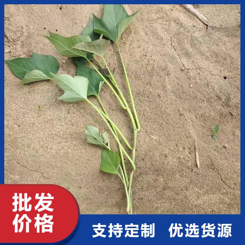 南瓜丁-视频-南瓜丁|辽宁省沈阳市|沈河|铁西|葫芦岛|盘锦|抚顺|朝阳|辽阳