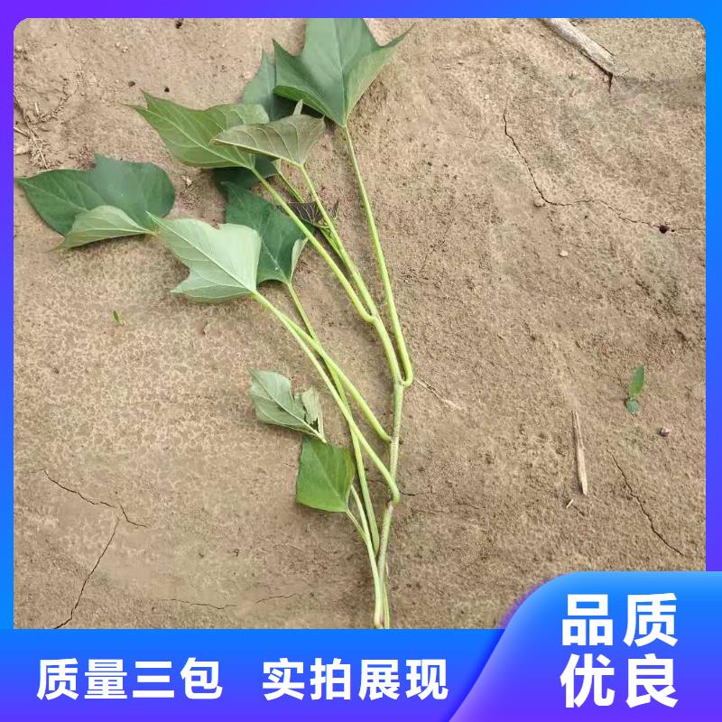 高产脱毒紫薯苗（凌紫品种）专业指导员