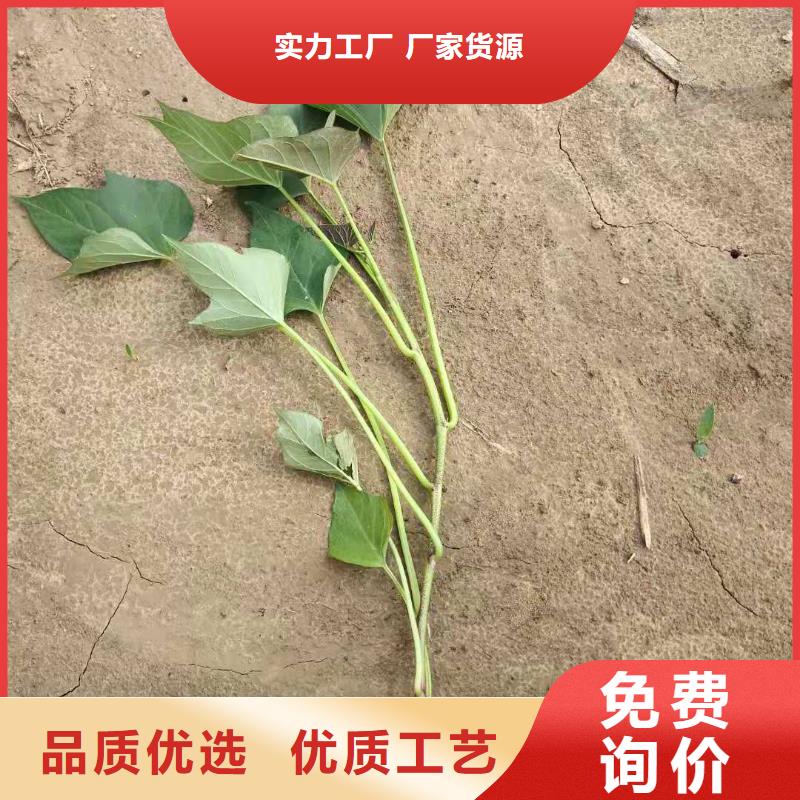 高剪红薯苗现货充足量大优惠