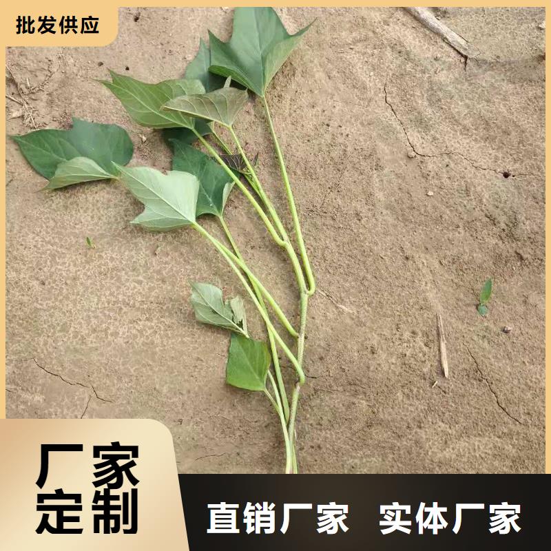 羽衣甘蓝粉-视频-羽衣甘蓝粉|山西省临汾市|曲沃|隰县|长治|吕梁|大同|朔州|运城|阳泉