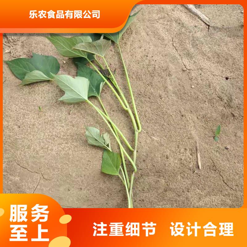 麦茬苗普薯32号（红薯苗）区别