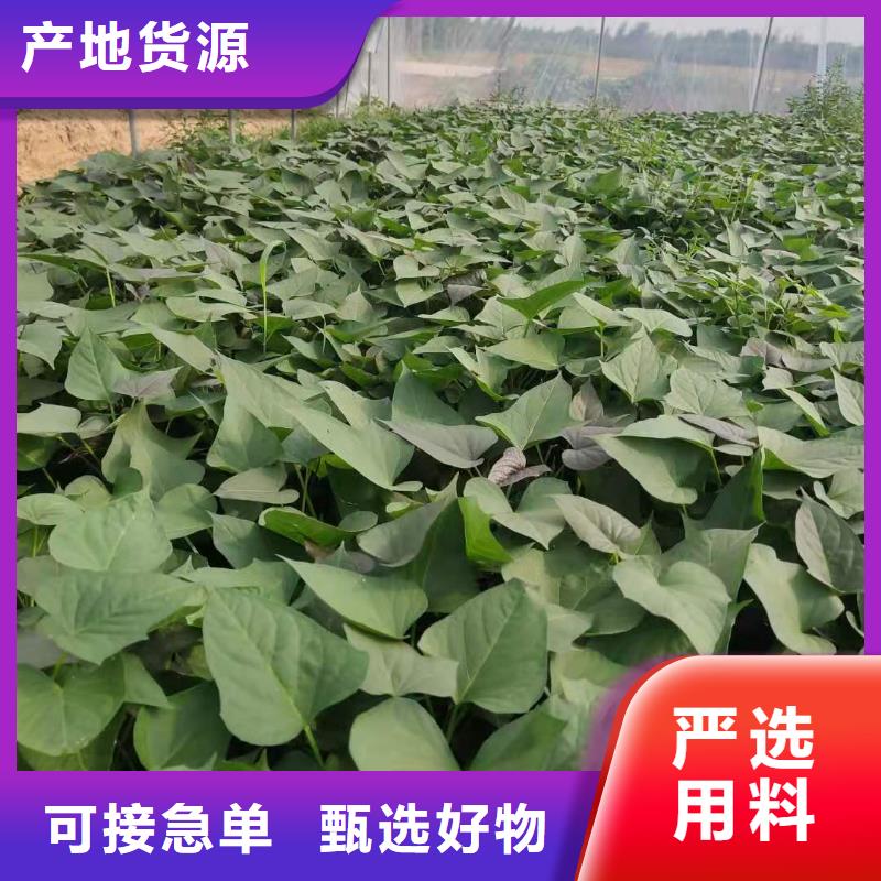 羽衣甘蓝粉视频-钟山|昭平|来宾|百色|玉林|桂林|钦州|贵港羽衣甘蓝粉免费安装-乐农食品(贺州市分公司)