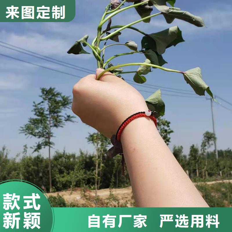 麦茬苗普薯32号（红薯苗）区别