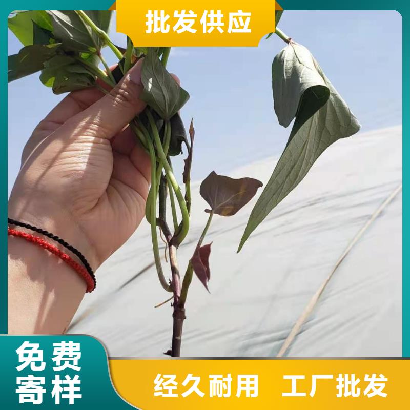 脱毒红薯苗（西瓜红）厂家现货直销