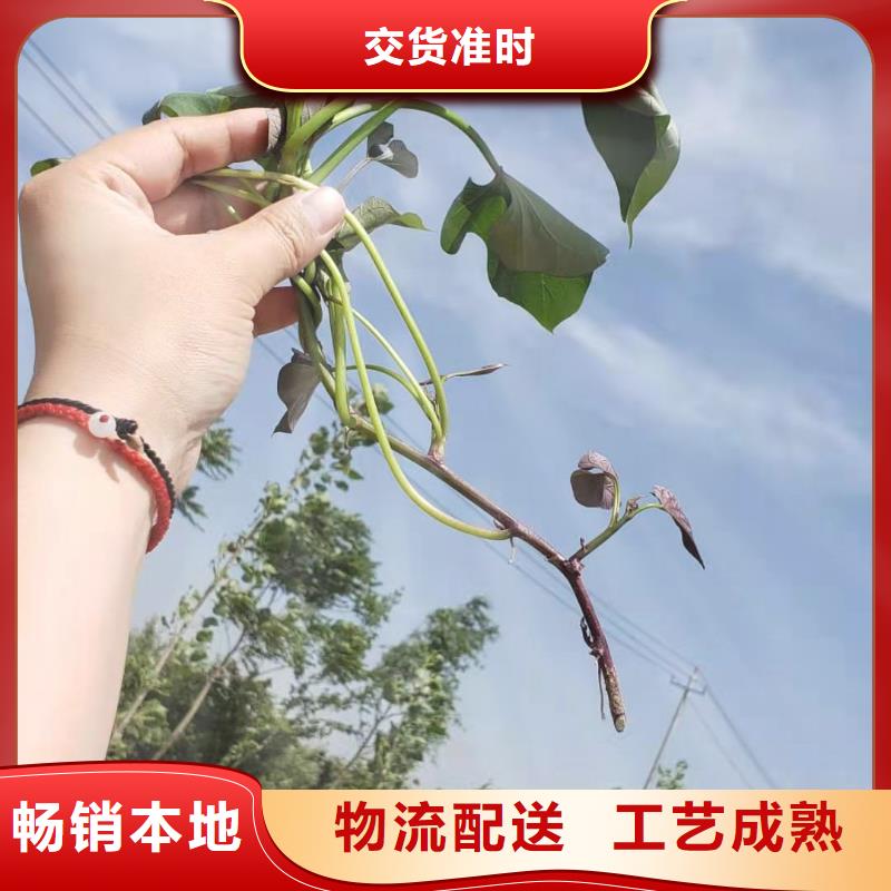 脱毒紫薯苗（济黑品种）怎么培育