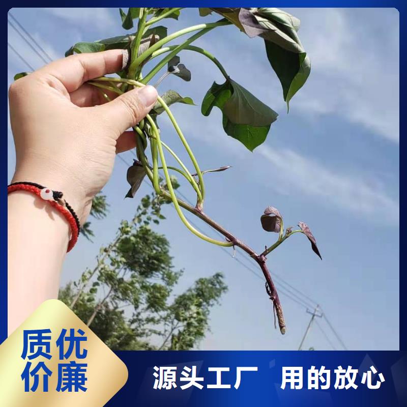 羽衣甘蓝粉-视频-浙江省宁波市|鄞州|象山|台州|丽水|绍兴|嘉兴|湖州|杭州羽衣甘蓝粉-乐农