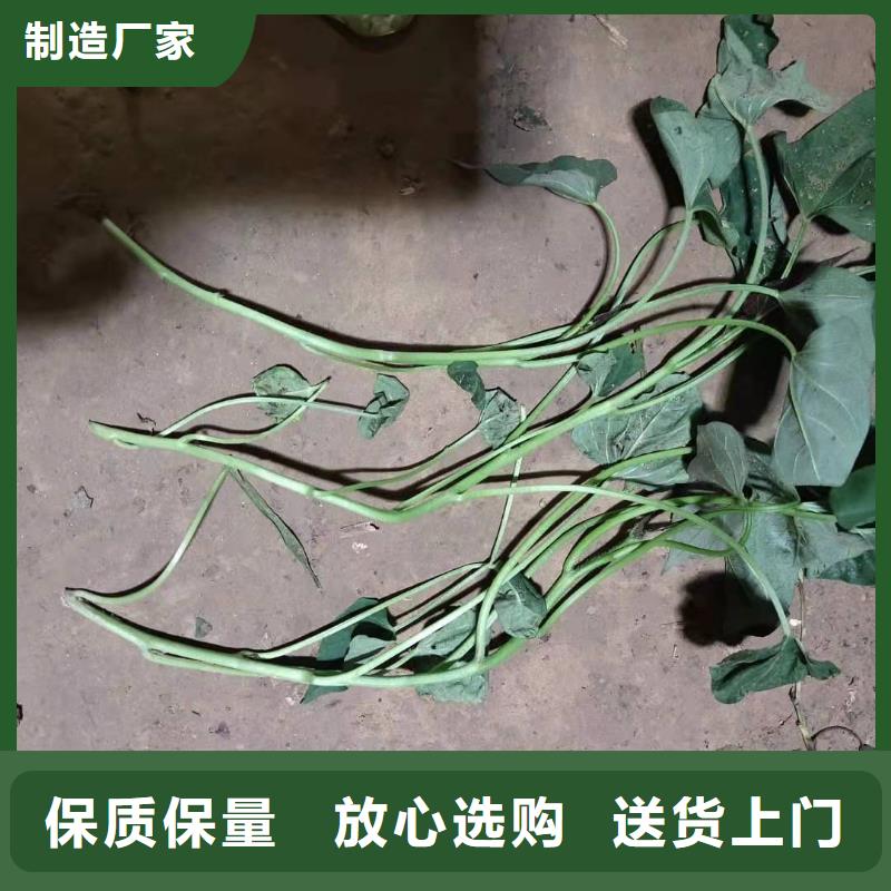 羽衣甘蓝粉-视频-羽衣甘蓝粉|山西省临汾市|曲沃|隰县|长治|吕梁|大同|朔州|运城|阳泉