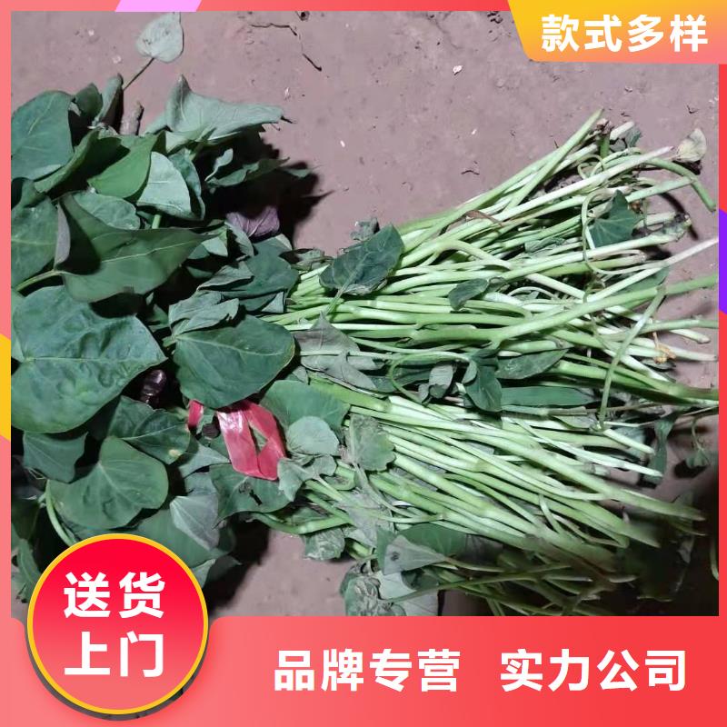 高产脱毒紫薯苗（凌紫品种）基地种植