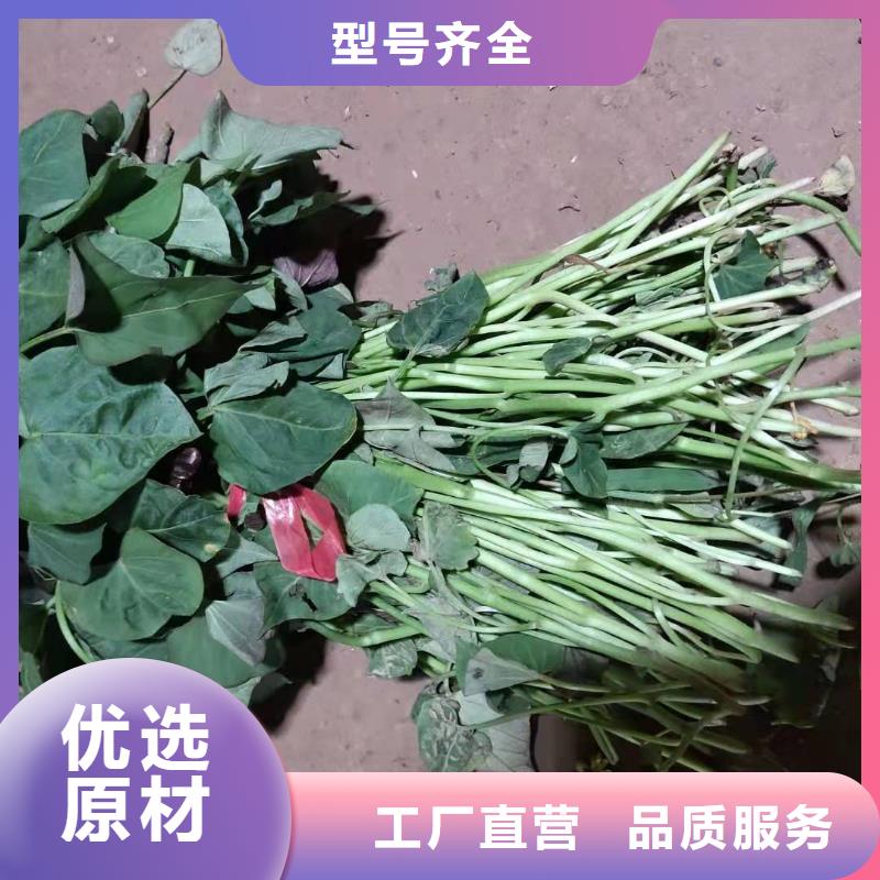 羽衣甘蓝粉-视频-羽衣甘蓝粉|山西省临汾市|曲沃|隰县|长治|吕梁|大同|朔州|运城|阳泉