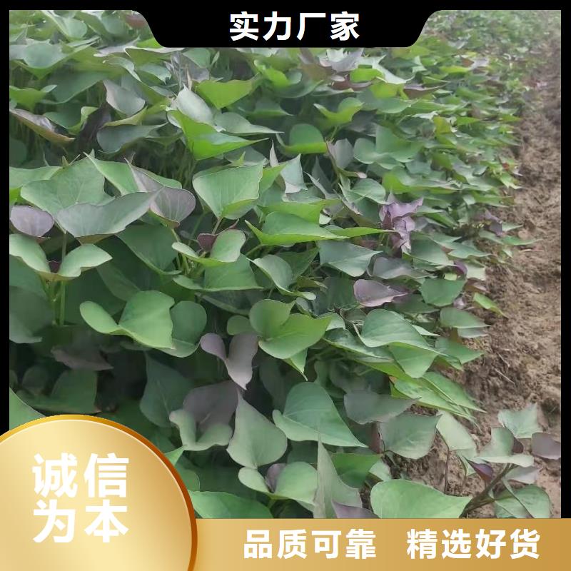 高产脱毒紫薯苗(凌紫品种)厂家联系电话