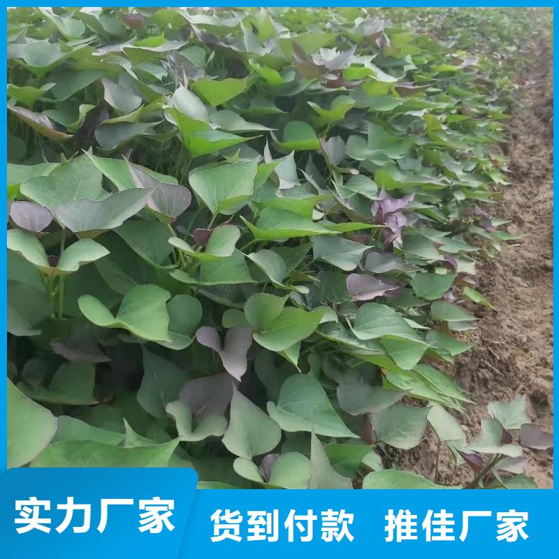 羽衣甘蓝粉-视频-浙江省宁波市|鄞州|象山|台州|丽水|绍兴|嘉兴|湖州|杭州羽衣甘蓝粉-乐农