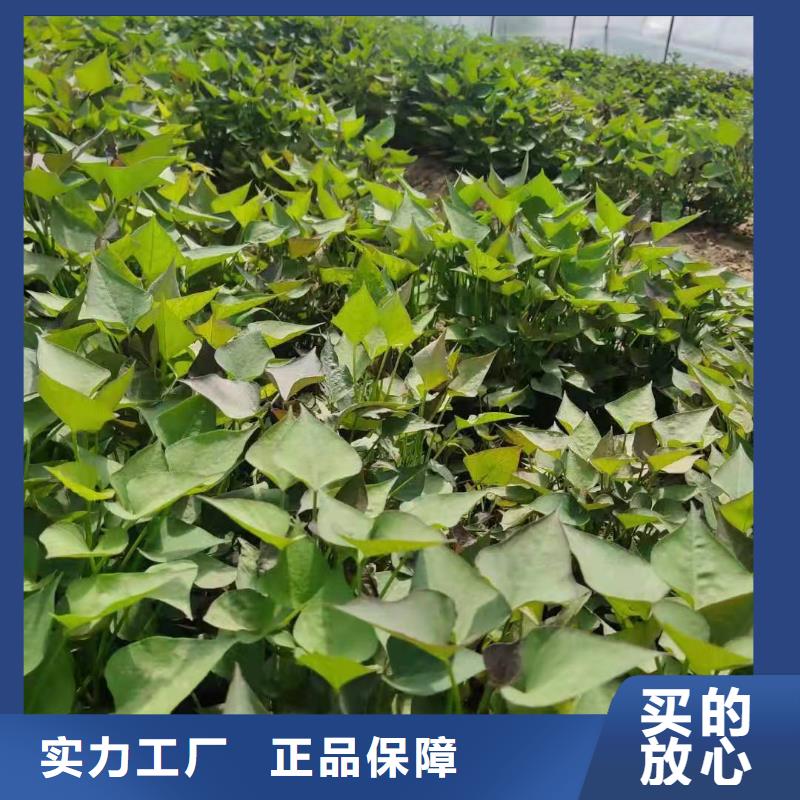高产脱毒紫薯苗（凌紫品种）销售价格