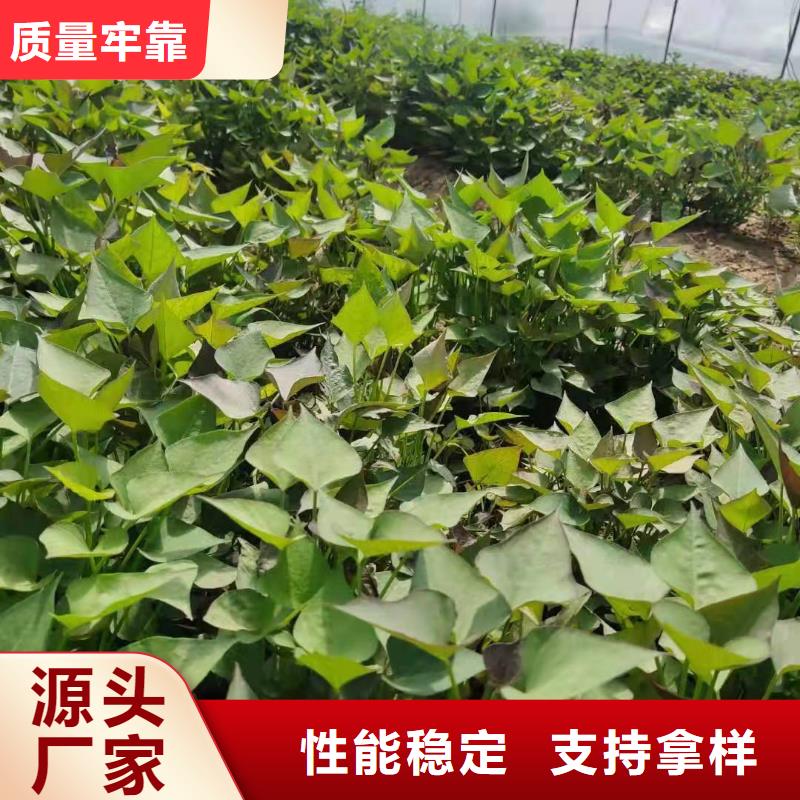 脱毒紫薯苗（济黑品种）怎么培育