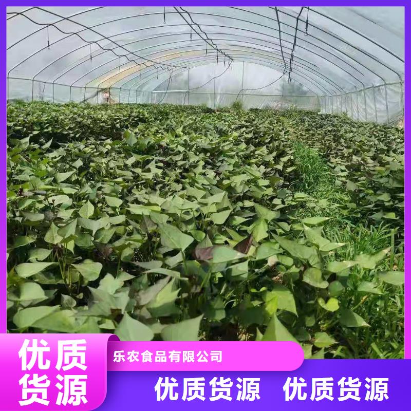 羽衣甘蓝粉-视频-羽衣甘蓝粉|山西省临汾市|曲沃|隰县|长治|吕梁|大同|朔州|运城|阳泉