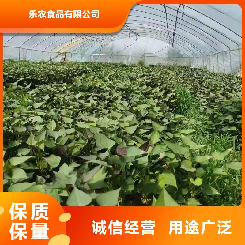 羽衣甘蓝粉-视频-浙江省宁波市|鄞州|象山|台州|丽水|绍兴|嘉兴|湖州|杭州羽衣甘蓝粉-乐农