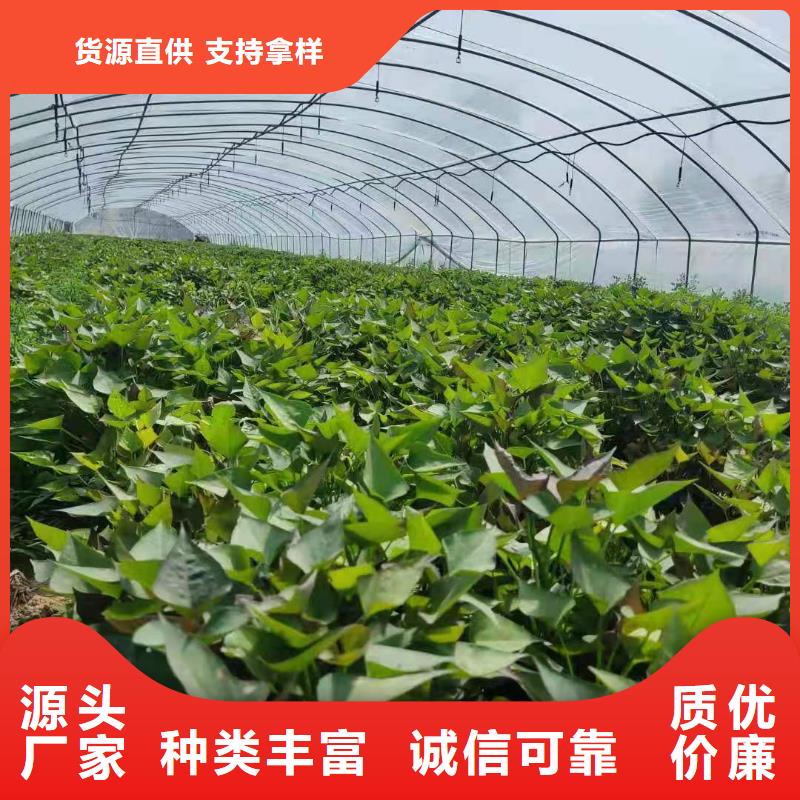 南瓜丁-视频-南瓜丁|辽宁省沈阳市|沈河|铁西|葫芦岛|盘锦|抚顺|朝阳|辽阳