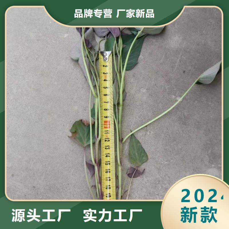 羽衣甘蓝粉-视频-浙江省宁波市|鄞州|象山|台州|丽水|绍兴|嘉兴|湖州|杭州羽衣甘蓝粉-乐农