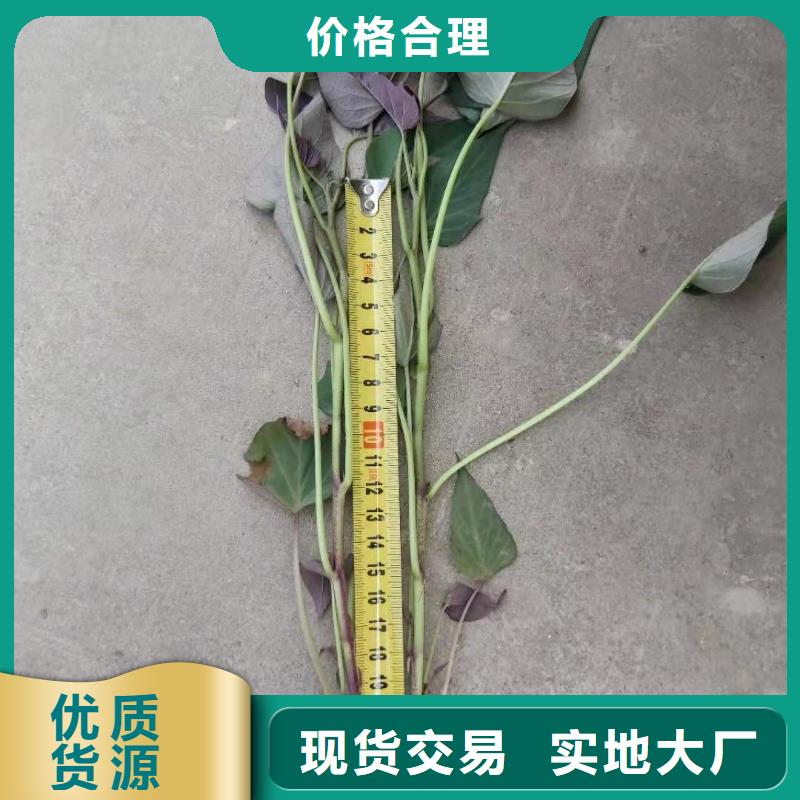 南瓜丁-视频-南瓜丁|辽宁省沈阳市|沈河|铁西|葫芦岛|盘锦|抚顺|朝阳|辽阳