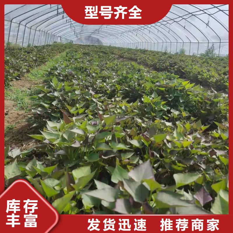 脱毒紫薯苗（济黑品种）怎么培育