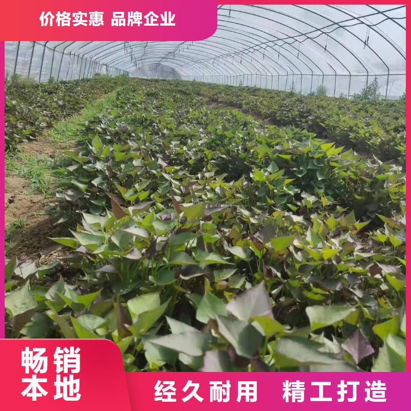 南瓜丁-视频-南瓜丁|辽宁省沈阳市|沈河|铁西|葫芦岛|盘锦|抚顺|朝阳|辽阳