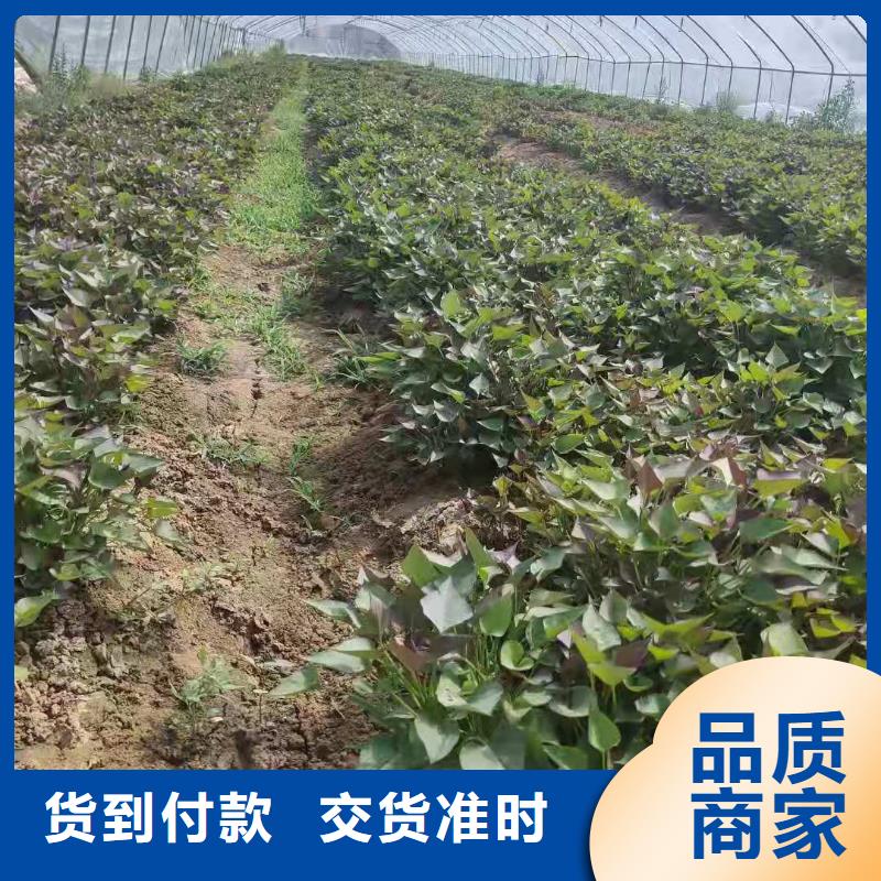 南瓜丁-视频-南瓜丁|辽宁省沈阳市|沈河|铁西|葫芦岛|盘锦|抚顺|朝阳|辽阳