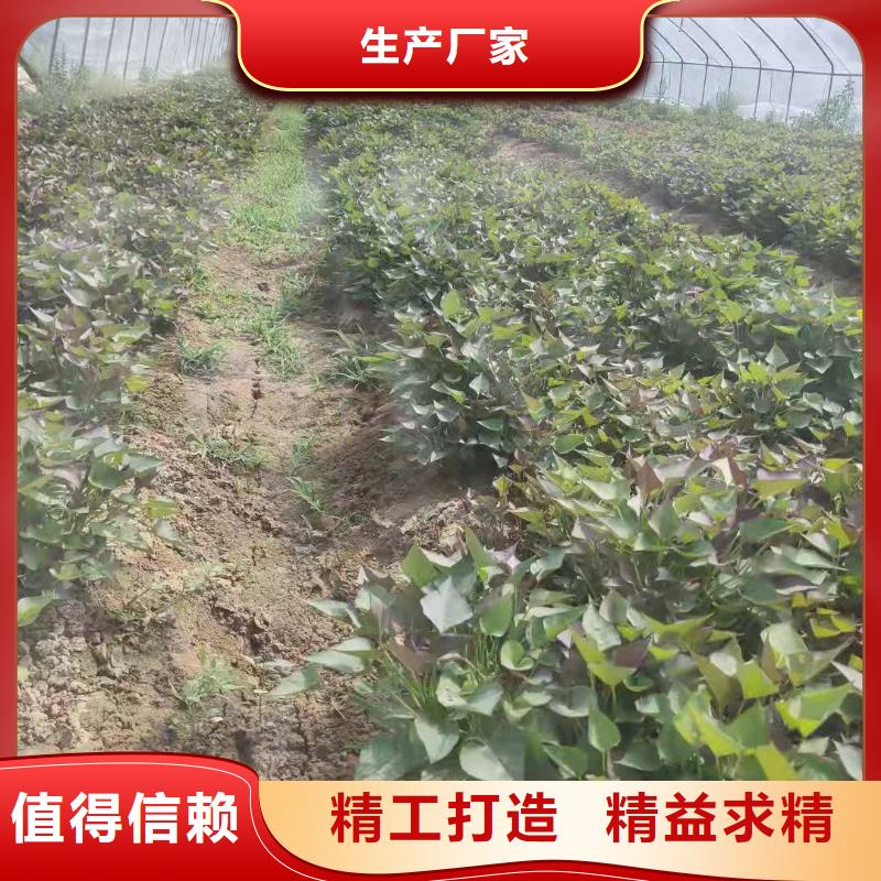 羽衣甘蓝粉视频-钟山|昭平|来宾|百色|玉林|桂林|钦州|贵港羽衣甘蓝粉免费安装-乐农食品(贺州市分公司)