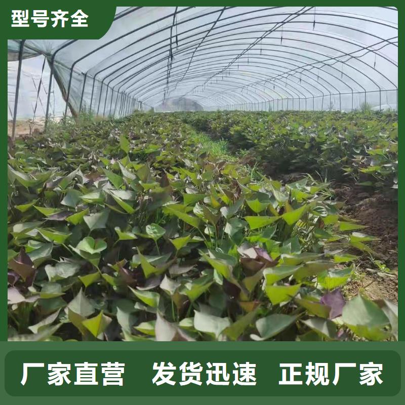 羽衣甘蓝粉-视频-羽衣甘蓝粉|山西省临汾市|曲沃|隰县|长治|吕梁|大同|朔州|运城|阳泉