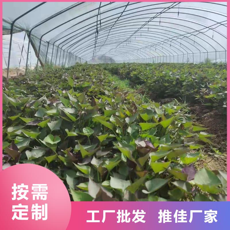 南瓜丁-视频-南瓜丁|辽宁省沈阳市|沈河|铁西|葫芦岛|盘锦|抚顺|朝阳|辽阳