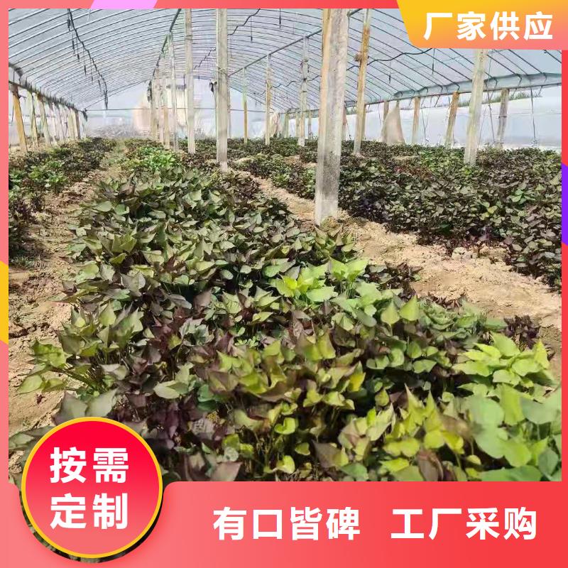 羽衣甘蓝粉视频-钟山|昭平|来宾|百色|玉林|桂林|钦州|贵港羽衣甘蓝粉免费安装-乐农食品(贺州市分公司)