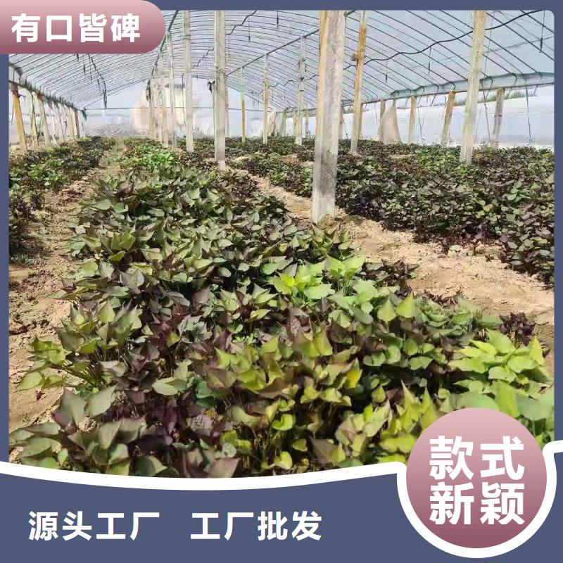 高产脱毒紫薯苗（凌紫品种）专业指导员