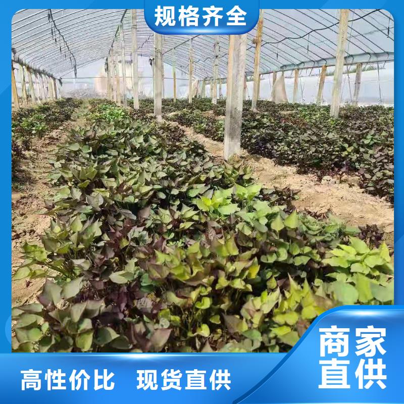 高产脱毒紫薯苗（凌紫品种）厂家联系电话