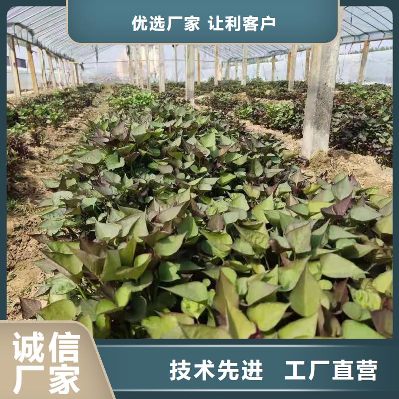 羽衣甘蓝粉-视频-浙江省宁波市|鄞州|象山|台州|丽水|绍兴|嘉兴|湖州|杭州羽衣甘蓝粉-乐农
